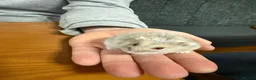 Hamster rodents for sale: Dwarf hamster with complete set up - Advert 3