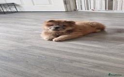 Chow Chow dogs for sale: Chow chow puppy - Image 3