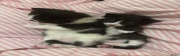 Mixed Breed cats for sale: Two male kittens  - Advert 1