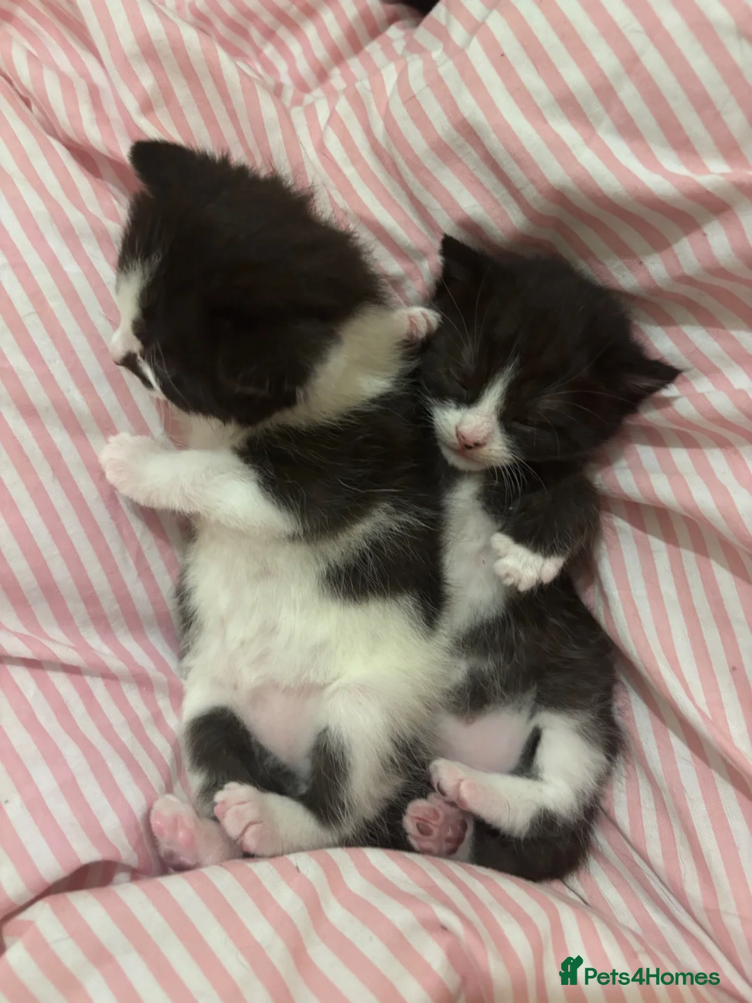 Mixed Breed cats for sale: Two male kittens  - Advert 1