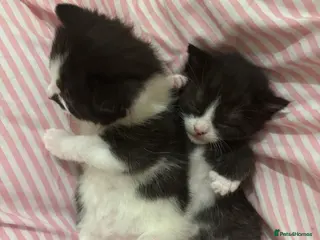 Mixed Breed cats Two male kittens - Advert 5