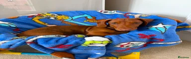 Dachshund 1
