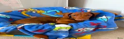 Dachshund dogs for sale: Red Chocolate Dacshund 6 month old puppy  - Advert 10