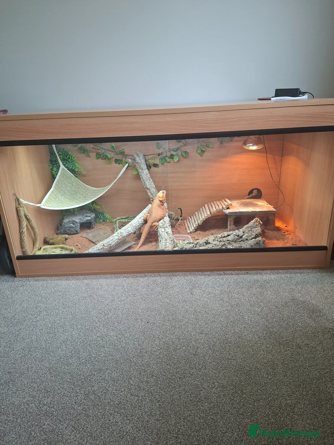 Bearded Dragon reptiles for sale: Bearded dragon  in Retford - Advert 5