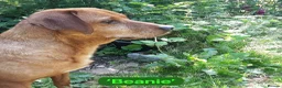 Mixed Breed dogs for adoption: Beanie Boy, 3-4 yrs old. Reserved STC - Advert 2