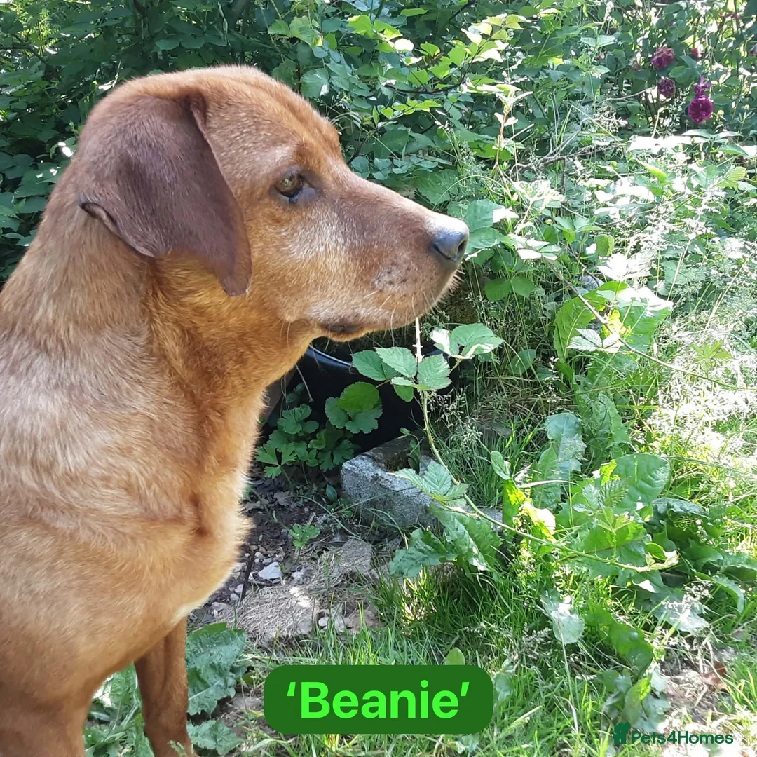 Mixed Breed dogs for adoption: Beanie Boy, 3-4 yrs old. Reserved STC - Advert 2