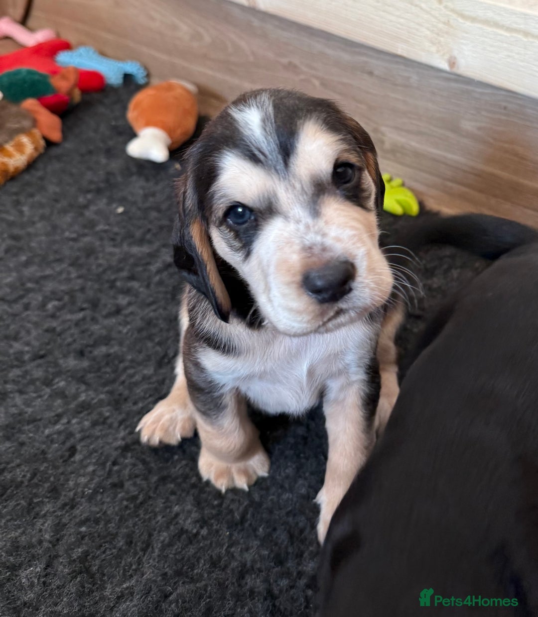 Cockerdor dogs for sale: Cockerdor puppies ready 10th October.  - Image 25