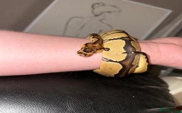 Python Snake reptiles for sale: Ball Python – Looking for a Loving New Home 🐍 - Image 7