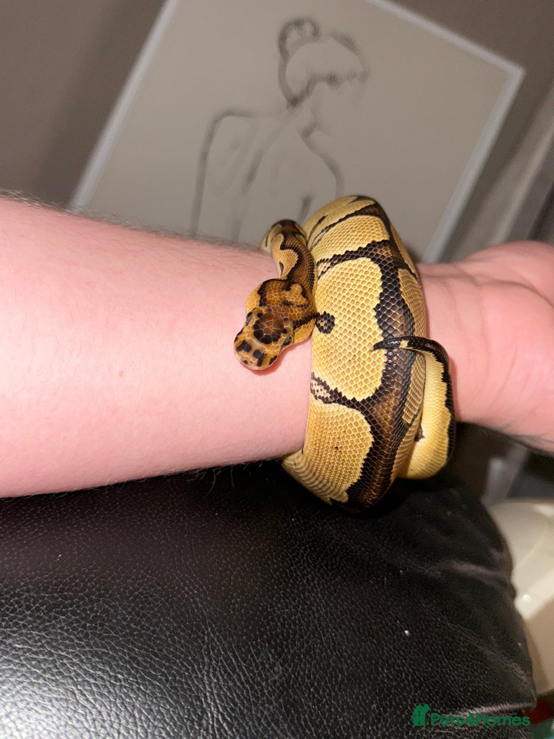 Python Snake reptiles for sale: Ball Python – Looking for a Loving New Home 🐍 - Image 7