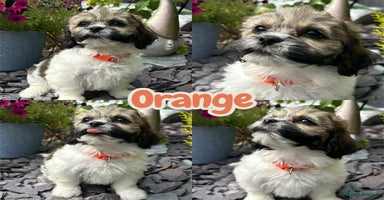 Mixed Breed dogs - Advert 10