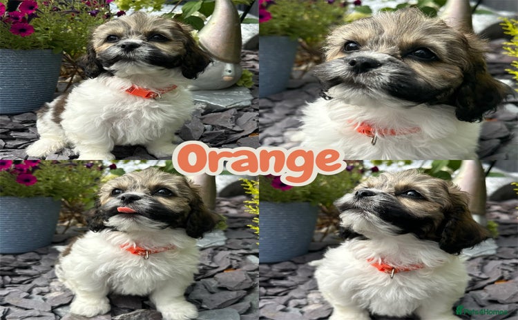 Mixed Breed dogs - Advert 2