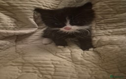 Mixed Breed cats for sale: 3 beautiful kittens  - Image 10