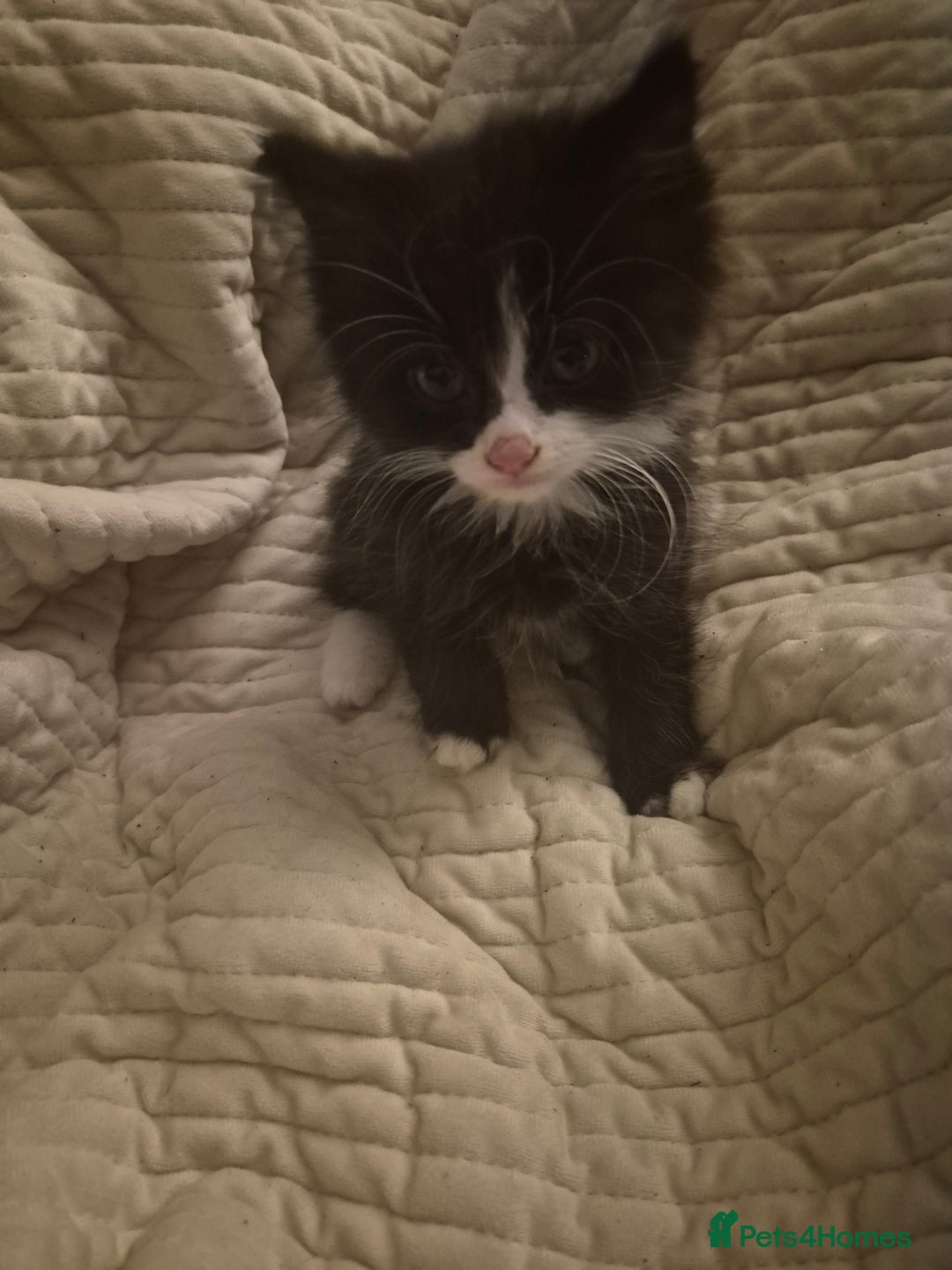 Mixed Breed cats for sale: 3 beautiful kittens  - Image 10
