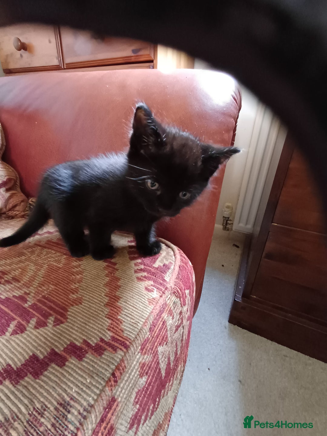 European cats for sale: 2 Adorable Kittens for new homes - Image 7