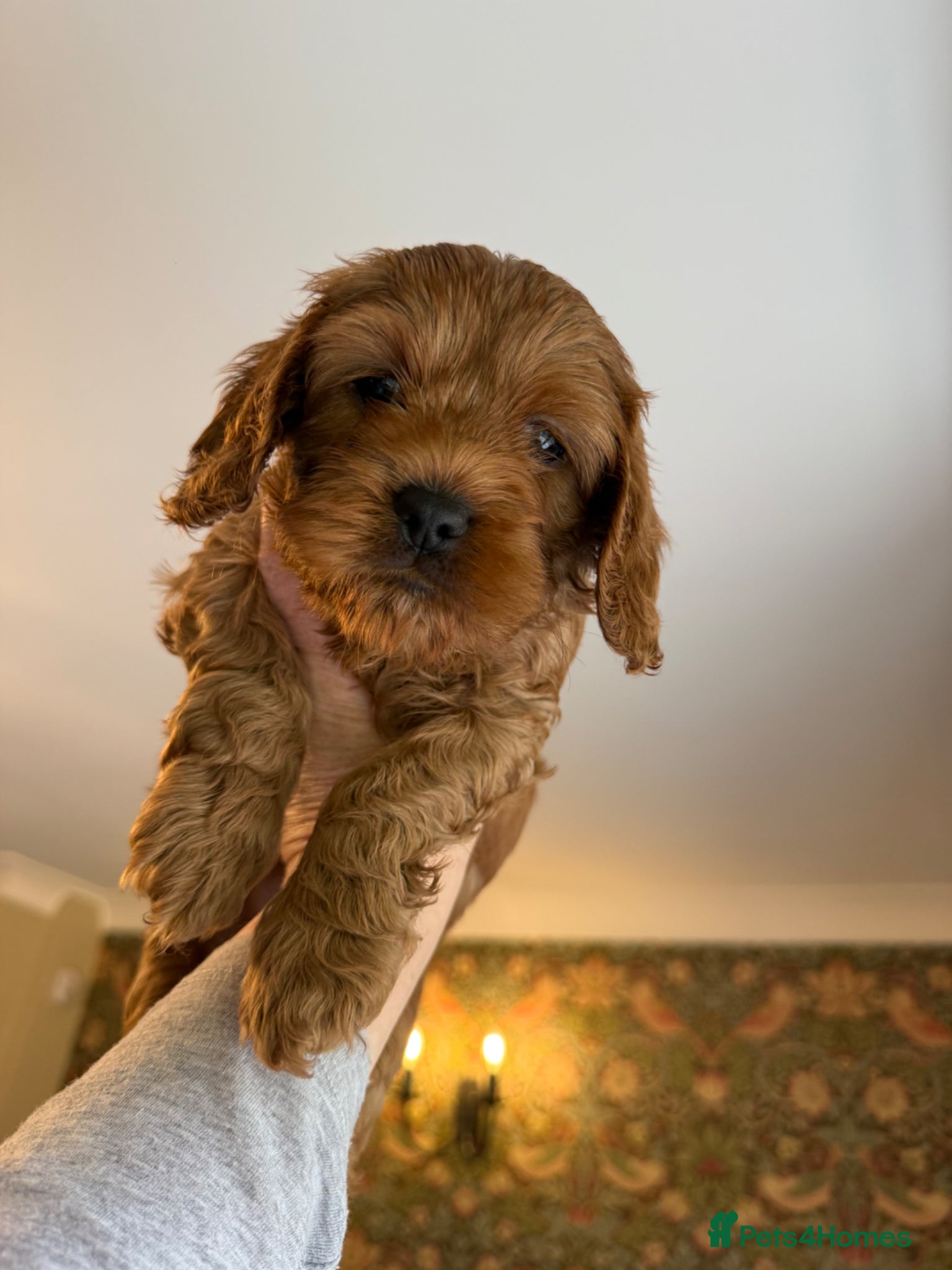 Cavapoo dogs Red Cavapoo Pups - Now 6 weeks old.  - Advert 15