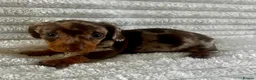 Miniature Dachshund dogs for sale: Kc registered miniature dachshund  - Advert 5