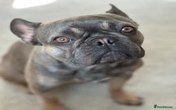 French Bulldog dogs for sale: 3 Year old French Bulldog - Image 4