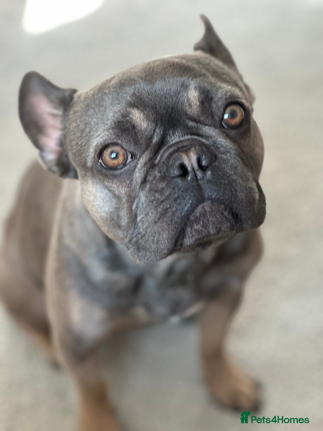 French Bulldog dogs for sale: 3 Year old French Bulldog - Image 4