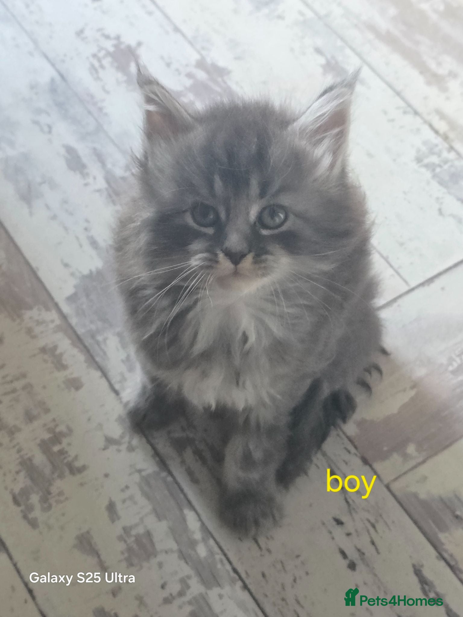Maine Coon cats Stunning maine coon. Kittens 4 boys 1 girl  - Advert 2
