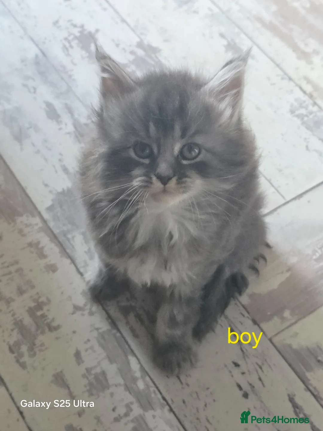 Maine Coon cats for sale: Stunning maine coon. Kittens 4 boys 1 girl  - Advert 2
