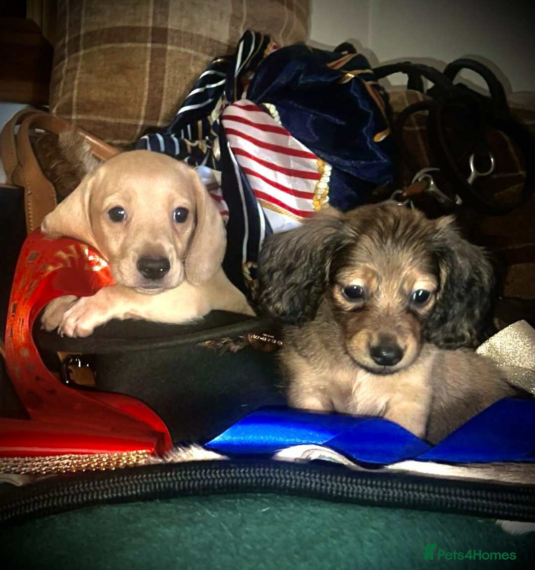 Miniature Dachshund dogs for sale: Pra clear mini smooth dachshund  - Image 6