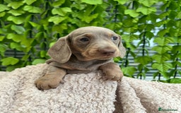 Dachshund dogs for sale: Miniature Dachshund Puppies  in Hull - Image 2