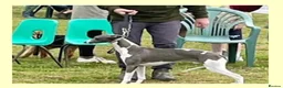 Whippet dogs for sale: Beautiful 12 week old pup seeking forever home - Advert 12