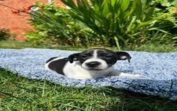 Jack Russell dogs for sale: 5 Available: Jack Russell Puppies. 2 Girls, 3 Boys - Image 3
