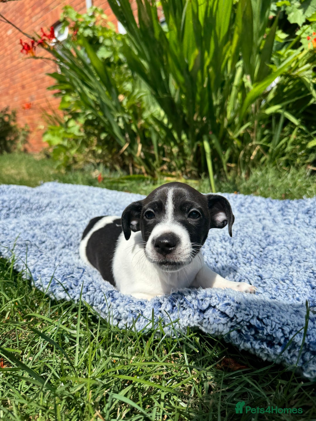 Jack Russell dogs for sale: 5 Available: Jack Russell Puppies. 2 Girls, 3 Boys - Image 3