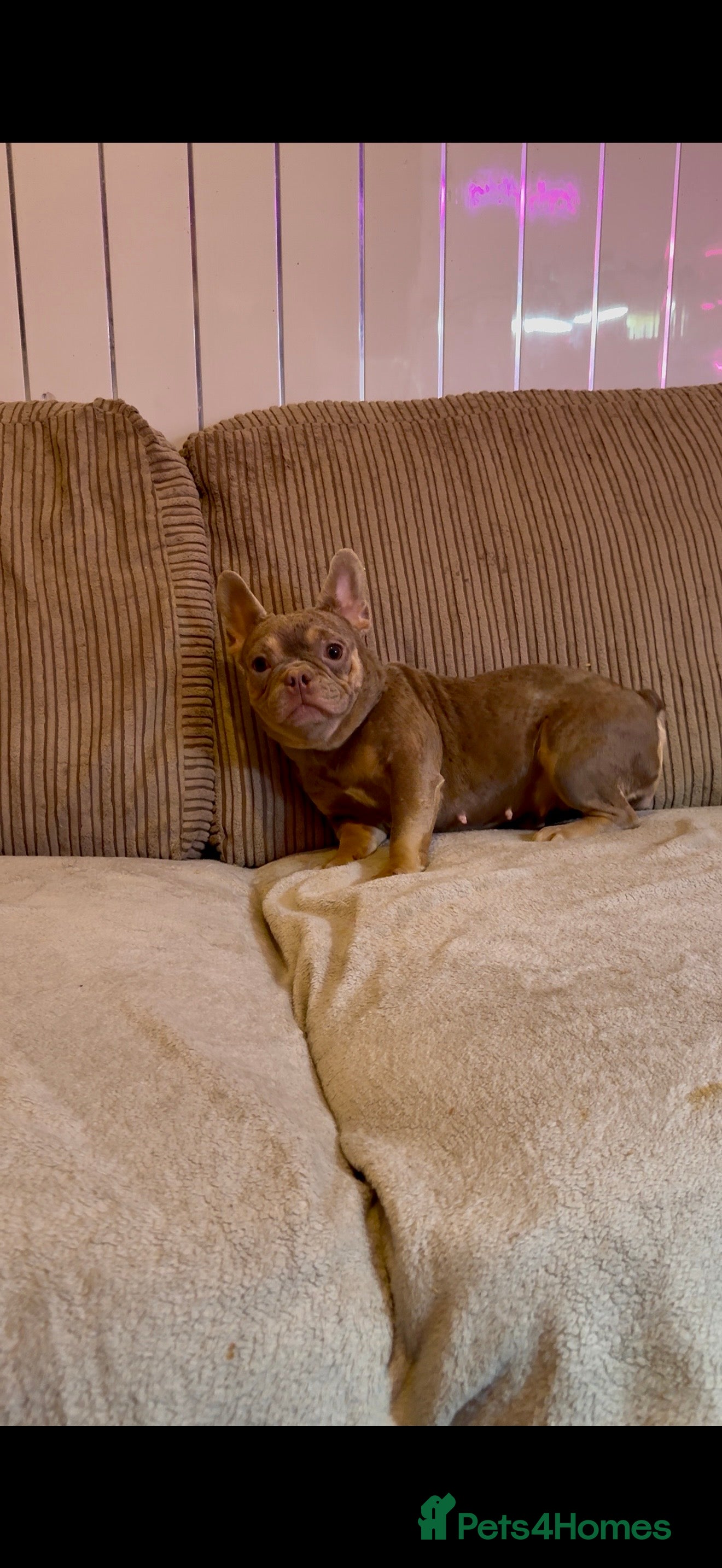 French Bulldog dogs Beautiful French bulldog girl 💪🏽 - Advert 18