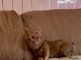 French Bulldog dogs Beautiful French bulldog girl 💪🏽 - Advert 18