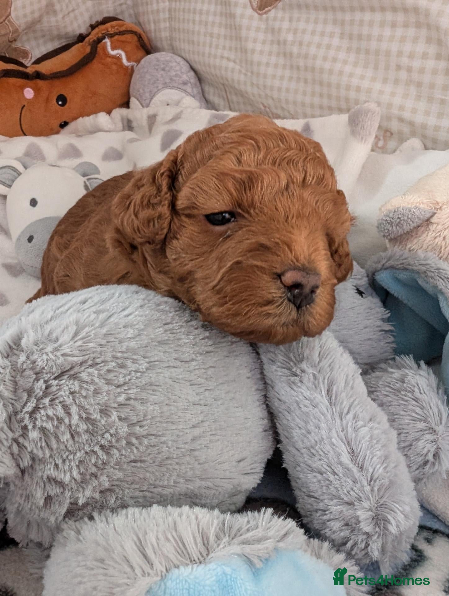 Cavapoo dogs F1B Deep Fox Red Toy DNA Clear Puppies  - Advert 2
