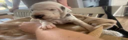 Dalmatian dogs for sale: *1 left please read* Purebred Dalmatian puppies - Advert 30