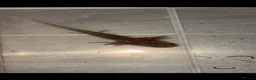 Axolotl reptiles for sale: Baby axolotl for sale  - Advert 2