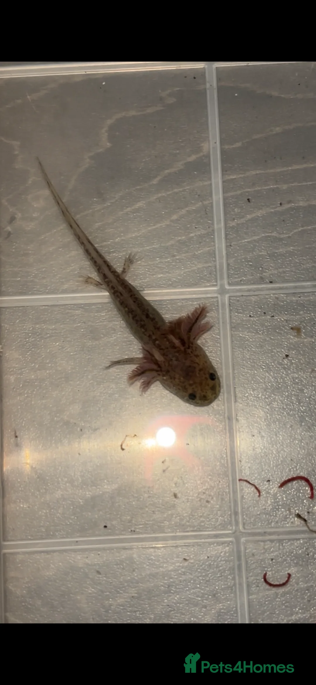 Axolotl reptiles for sale: Baby axolotl for sale  - Advert 2