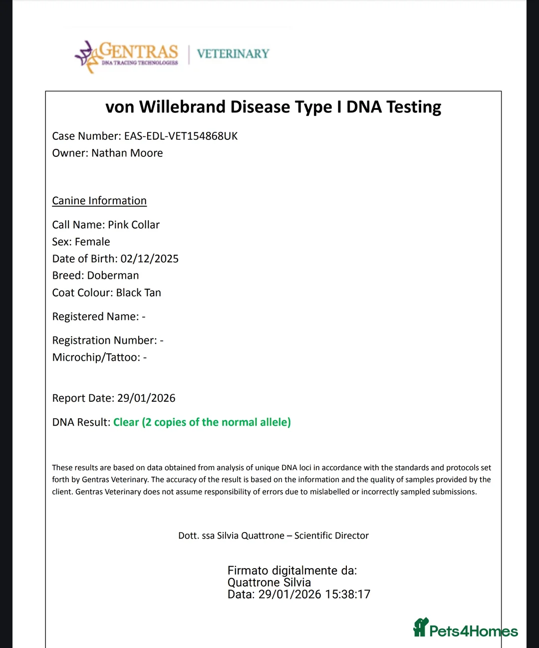 Dobermann dogs for sale: 4 EXCEPTIONALLY WELL BRED FEMALES ( REBEL X COLT) - Advert 9