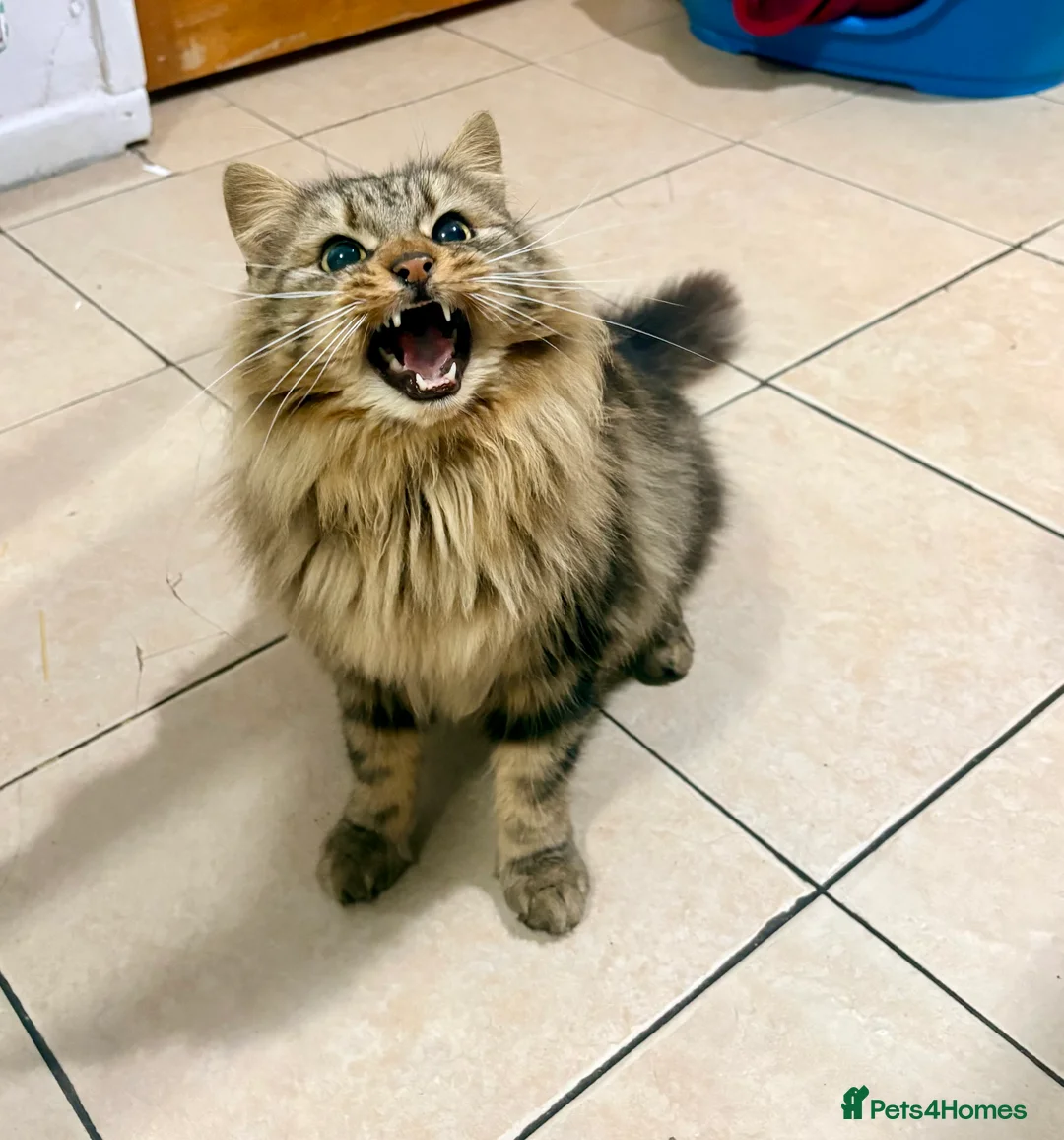 Mixed Breed cats for sale: Boomy - Advert 1