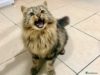 Mixed Breed cats Master - Advert 2