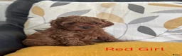 Cavapoo dogs for sale: Stunning Red F1b Cavapoo Puppies  - Advert 2