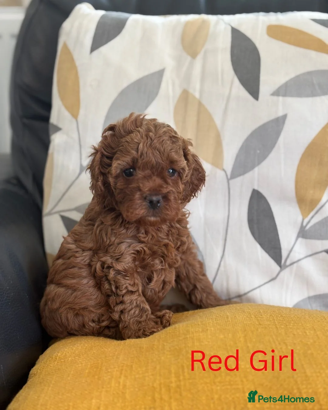 Cavapoo dogs for sale: Stunning Red F1b Cavapoo Puppies  - Advert 2