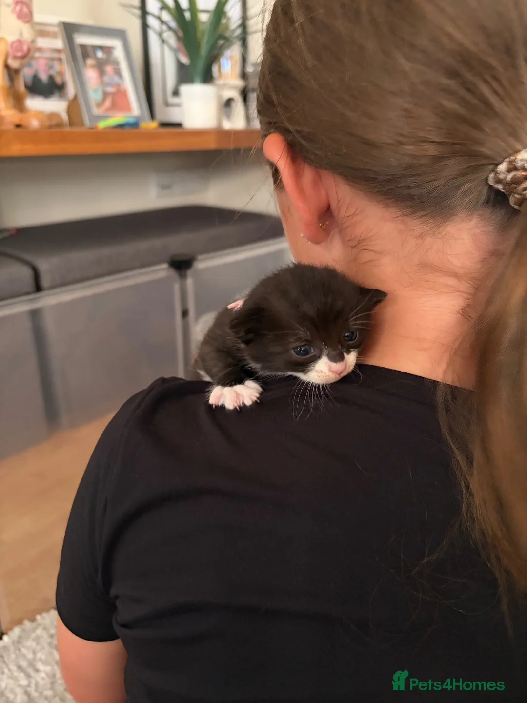 British Shorthair cats for sale: 🐾 10 Adorable Kittens - girls & boys in Exeter - Advert 16