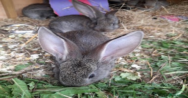 Continental Giant rabbits - Advert 5