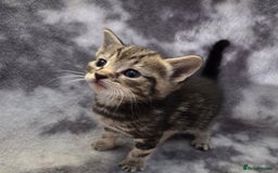 Mixed Breed cats for sale: Mixed breed kittens - Image 2