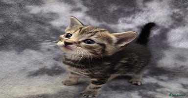 Mixed Breed cats - Advert 7