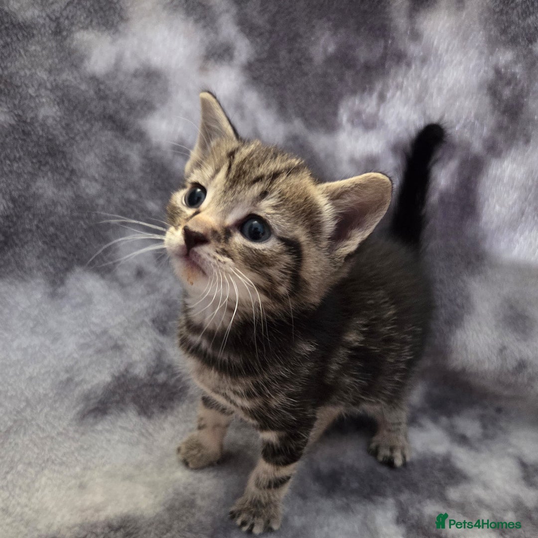 Mixed Breed cats for sale: Mixed breed kittens - Image 2