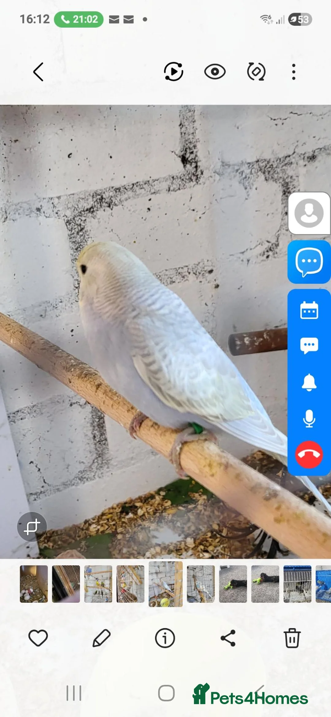 Budgerigars birds for sale: Baby budgies  in Glenrothes - Advert 3