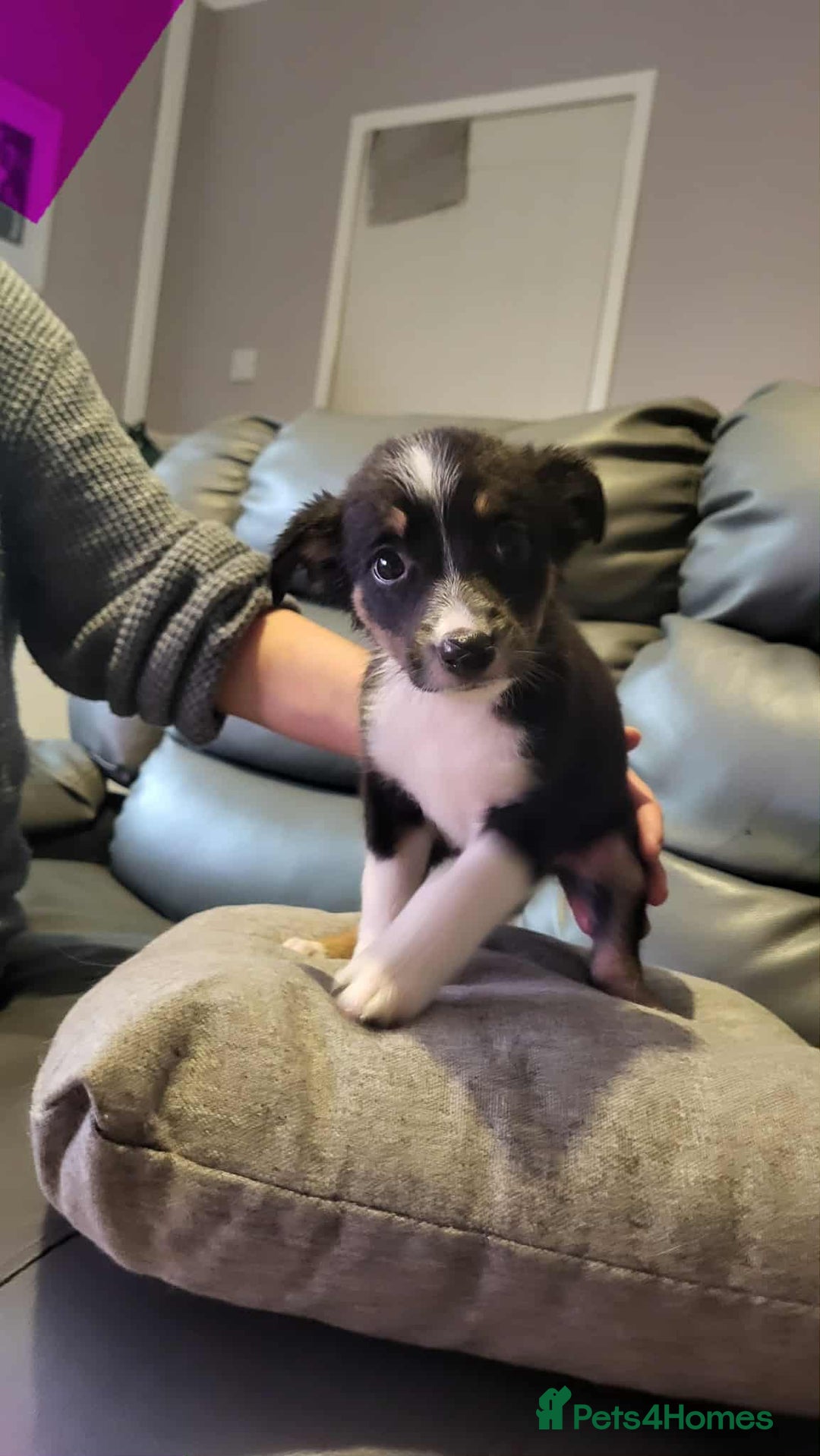 Border Collie dogs for sale: Border collie tri puppies - Image 7