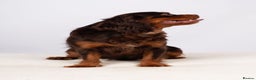 Cavalier King Charles Spaniel dogs for stud: KC REG  HEALTH TESTED CHOC & TAN CAV STUD  - Advert 5