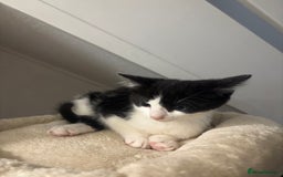Domestic Shorthair cats for sale: 3 female kittens - Image 3