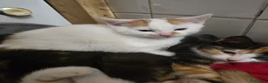 Mixed Breed 2